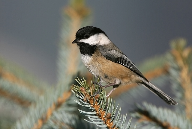 Black-capped Chickadee