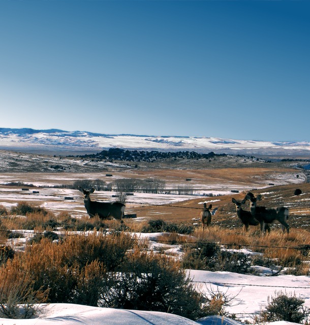 Where Deer Wander