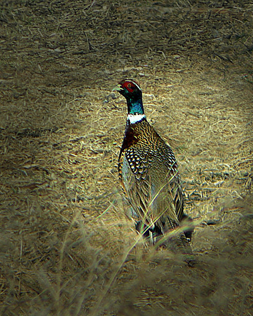 The Elusive Pheasant