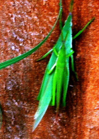 Grasshopper.