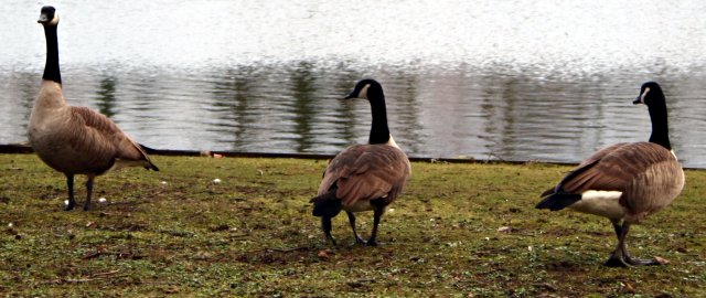 Stroll in the park