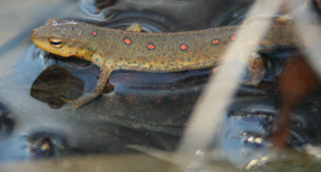 Red-spotted Newt