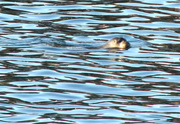 Atlantic Seal