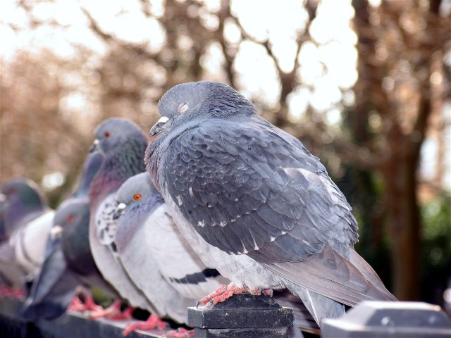 Cat Napping Birds