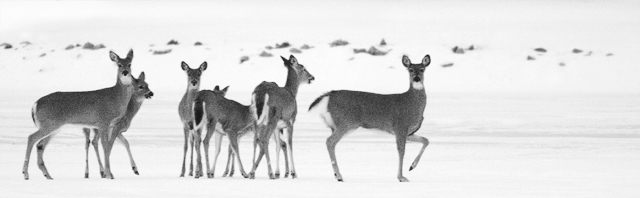 Whitetails on Ice