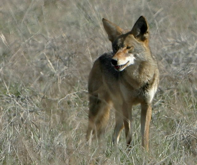 Cayote (Not Ugly)