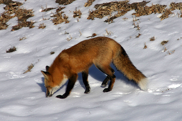 Fox in my back yard.