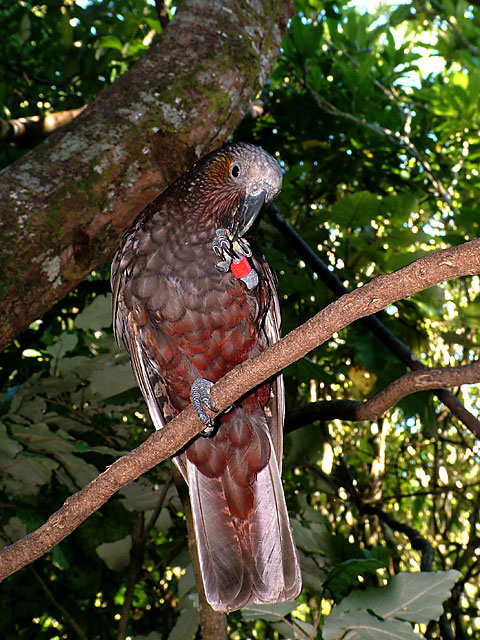  The Kaka. New Zealand's native Parrot. (a real show off)