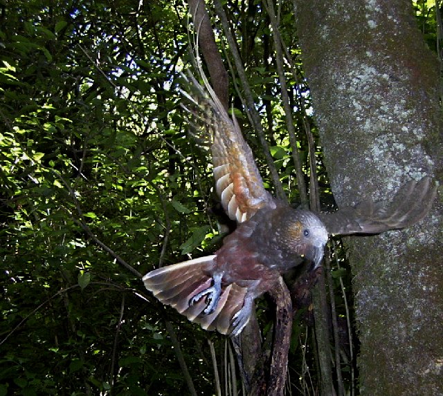 North Island Kaka - (Nestor Meridionalis)