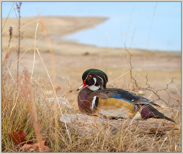 Wood Duck