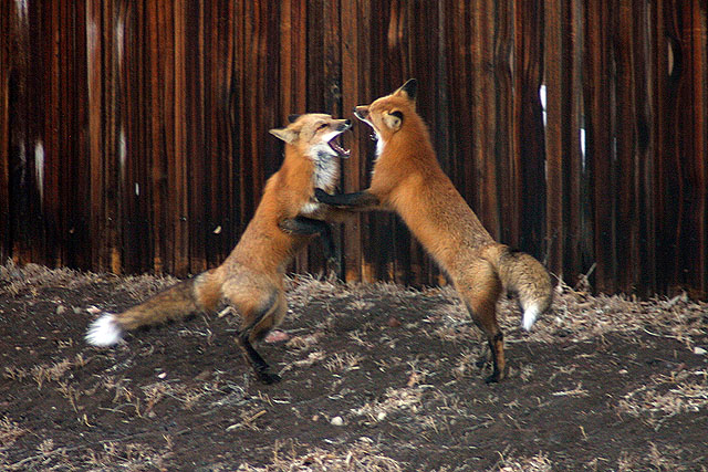 Dancing foxes