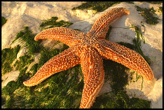 Starfish