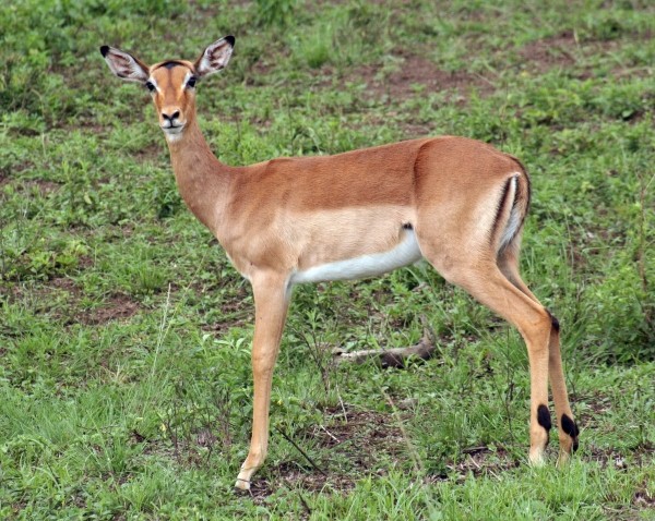 Springbok