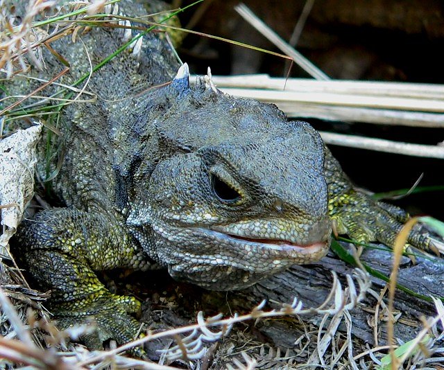 A "Living Fossil" - Tuatara (Sphenodon Punctatus)