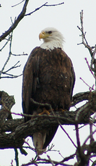 Perched Eagle