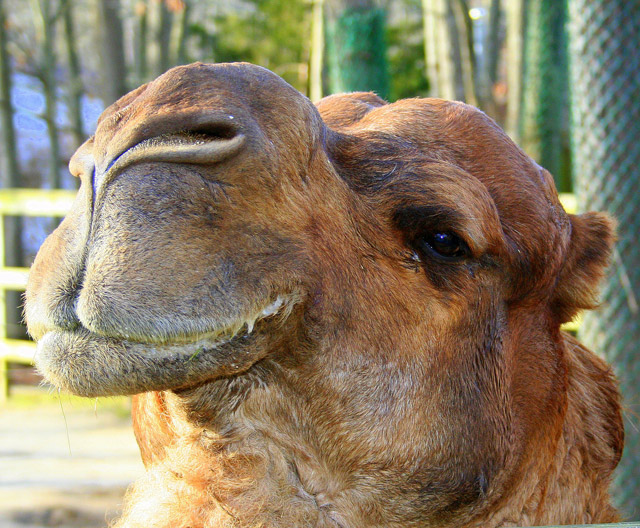 A Camel..Up Close & Personal