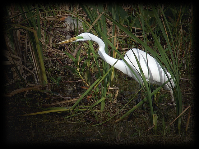 Great Everglades Egret