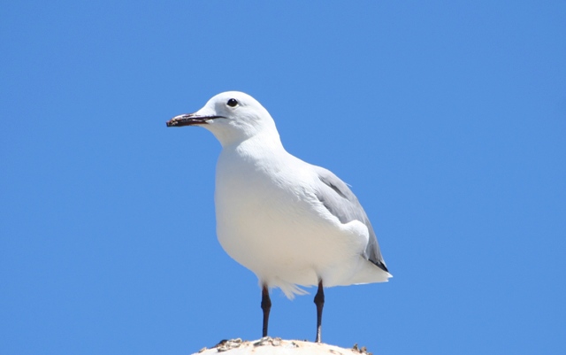 It's just a Seagull