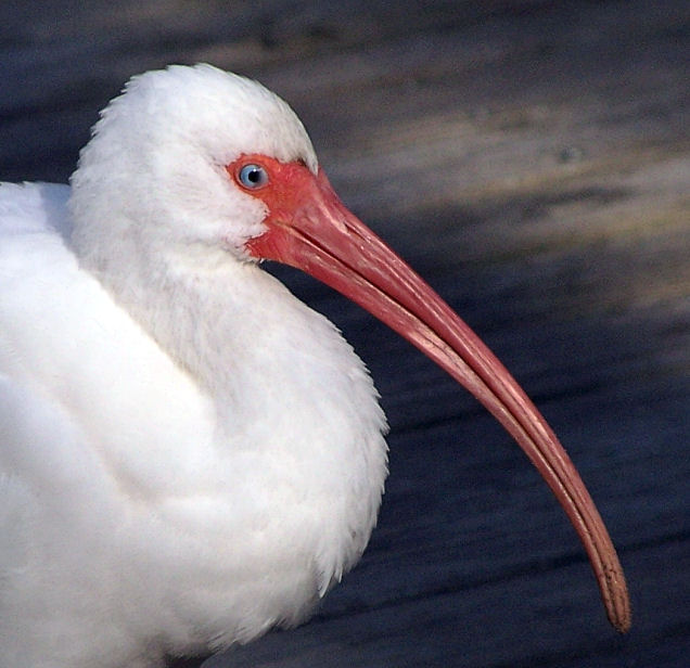 A Florida Boardwalk Denizen - White Ibis