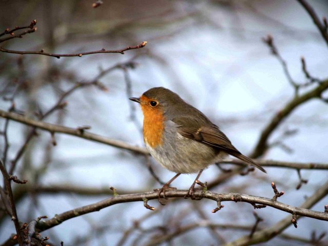 Budding Branches Batman !!!!