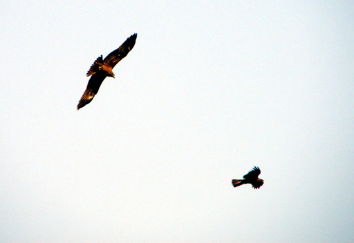 Kites over a Metro Sky