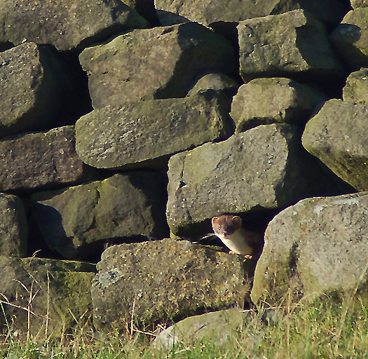 Stoat