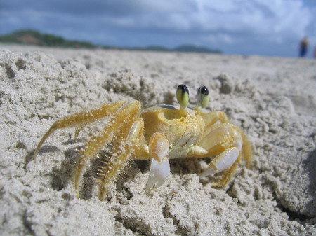 Island crab