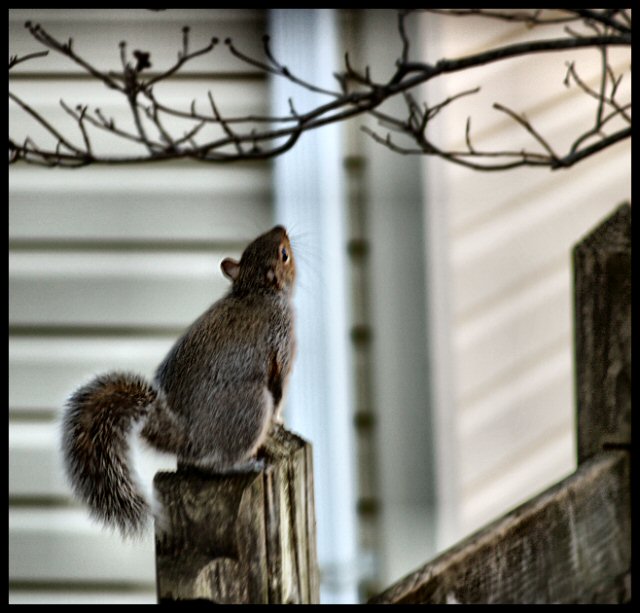 Contemplating the Branch