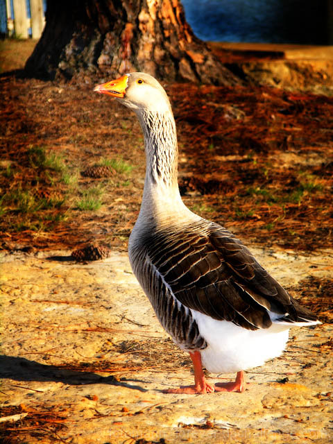 Gothic Goose