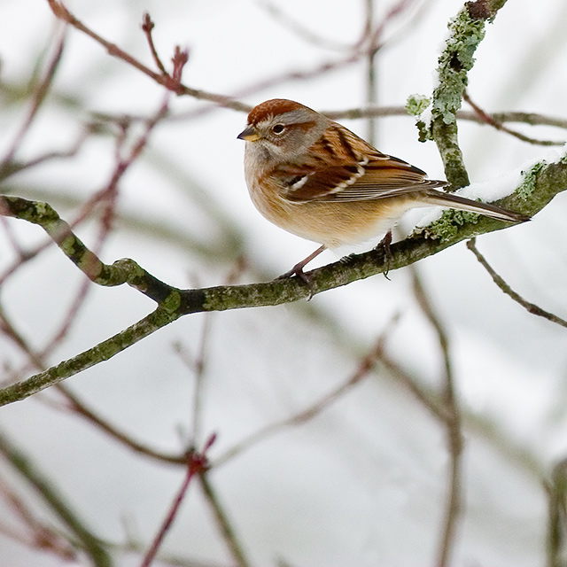 American Tree Sparrow