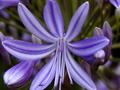 Agapanthus