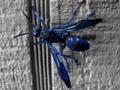 Polistes Azureus Fallacia (Southwestern Blue Wasp)