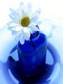 Flower in Blue'm