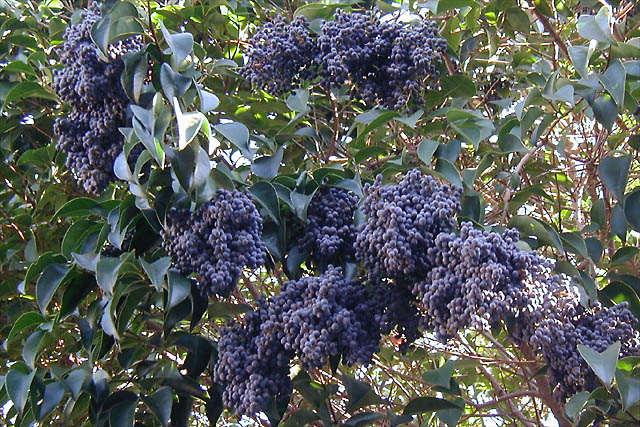 A Plethora of Privet Berries