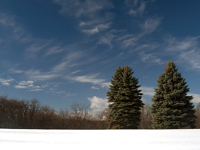 Blue Sky, Blue Spruce, White Snow