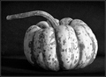 Winter Squash  a tribute to Edward Weston