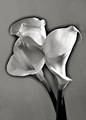 Man Ray's solarized lillies