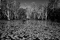 Paper Bark Trees & Lilies. Ansel Adams