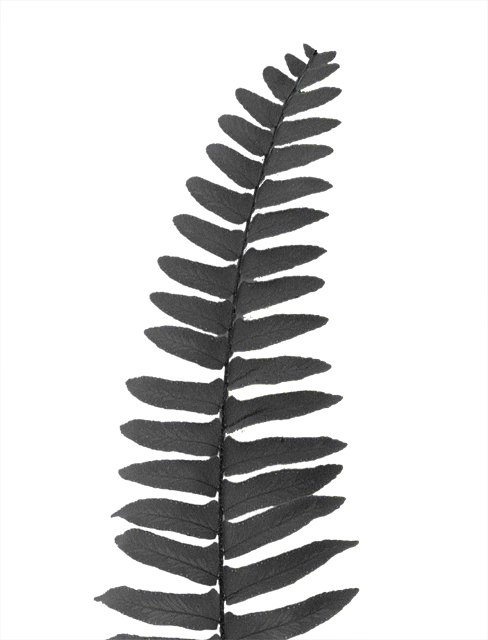 Fern, Karl Blossfeldt Style