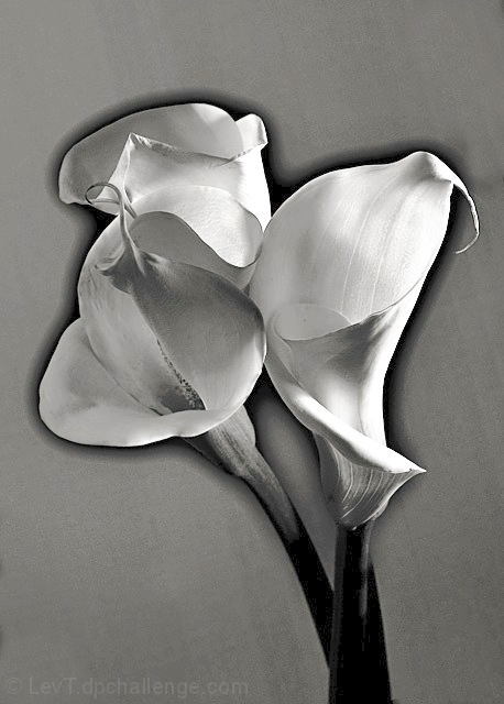 Man Ray's solarized lillies