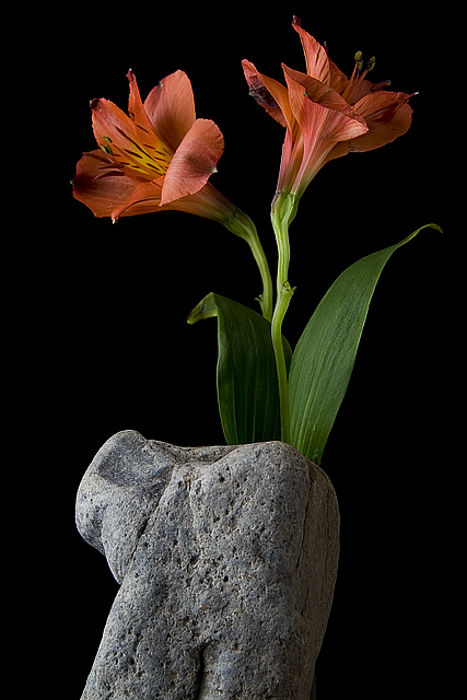 Alstroemeria & Rock (Katinka Matson)