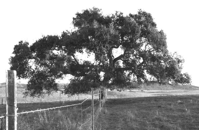 California Oak