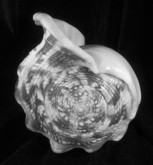 A Shell Tribute to Edward Weston