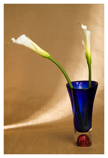 Calla Lilies for Mapplethorpe