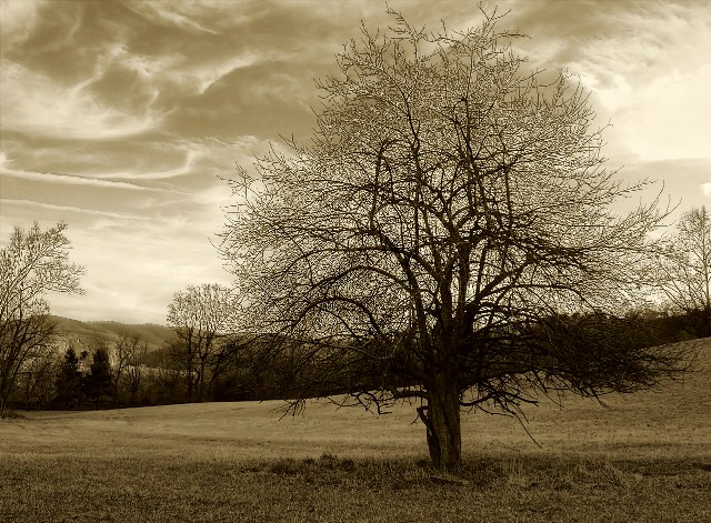 Tree   (à la Kerik Kouklis)