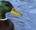 Anas platyrhynchos - Mallard