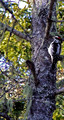 Woodpecker