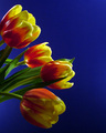 Tulips on Blue