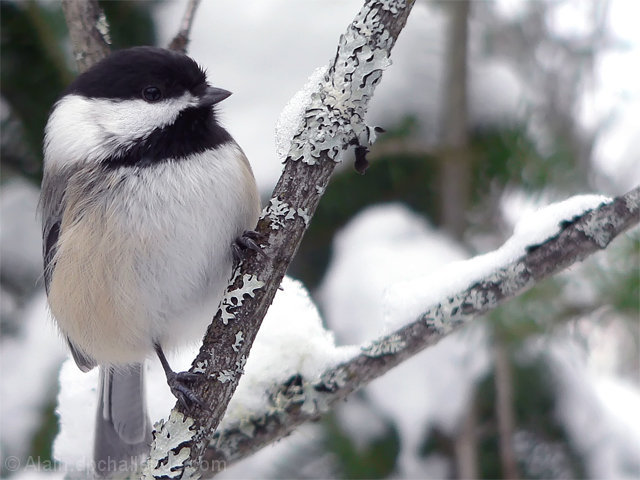 Black-capped Chickadee