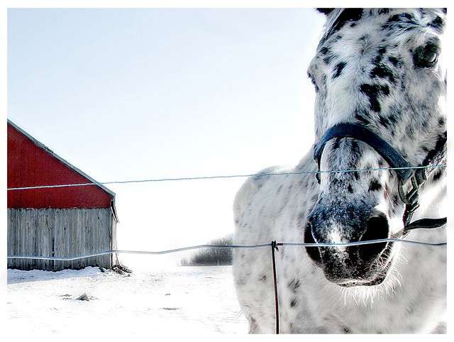 A Horse Of Course...
